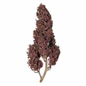 Royal Queen Seeds Purplematic CBD - 3 feminisierte Samen