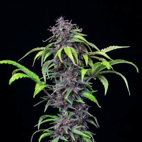 Royal Queen Seeds Purplematic CBD - 3 feminisierte Samen