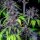 Royal Queen Seeds Purplematic CBD - 3 feminisierte Samen