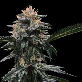 DNA Genetics Banana Sorbet - 3 feminized seeds