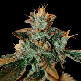 DNA Genetics Cataract Kush - 3 feminsierte Samen