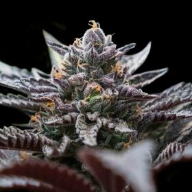 DNA Genetics Double Stuffed Sorbet - 3 feminsierte Samen