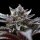 DNA Genetics Double Stuffed Sorbet - 3 feminized seeds