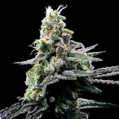 DNA Genetics Purple Kosher - 3 feminsierte Samen