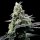 DNA Genetics Purple Kosher - 3 feminized seeds