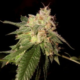 DNA Genetics OG Kush - 3 feminized seeds