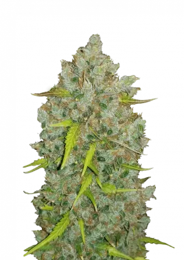 Fast Buds Original BubbleGum AUTO - 3 autoflowering Samen