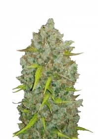 Fast Buds Original BubbleGum AUTO - 3 automated seeds