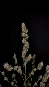 Fast Buds Original BubbleGum AUTO - 3 autoflowering Samen