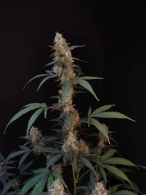 Fast Buds Original BubbleGum AUTO - 3 autoflowering Samen