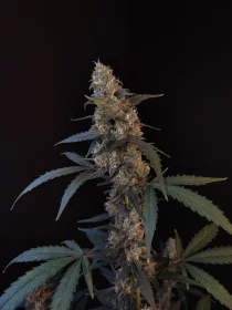 Fast Buds Original BubbleGum AUTO - 3 autoflowering Samen