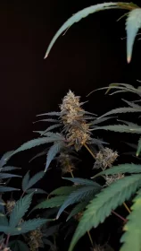 Fast Buds Original BubbleGum AUTO - 3 autoflowering Samen