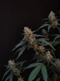 Fast Buds Original BubbleGum AUTO - 3 autoflowering Samen