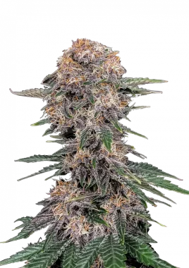 Fast Buds Cherry Cola AUTO - 3 autoflowering Samen