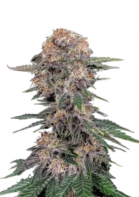 Fast Buds Cherry Cola AUTO - 3 autoflowering Samen