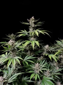 Fast Buds Cherry Cola AUTO - 3 automated seeds