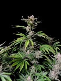 Fast Buds Cherry Cola AUTO - 3 autoflowering Samen