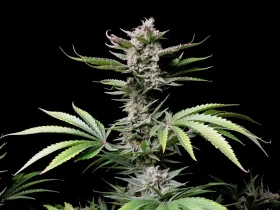 Fast Buds Cherry Cola AUTO - 3 autoflowering Samen