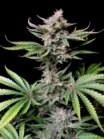 Fast Buds Cherry Cola AUTO - 3 autoflowering Samen