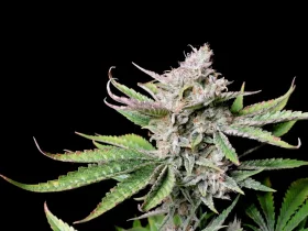 Fast Buds Cherry Cola AUTO - 3 autoflowering Samen