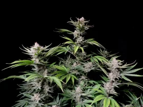 Fast Buds Cherry Cola AUTO - 3 automatisierte Samen