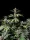 Fast Buds Cherry Cola AUTO - 3 autoflowering Samen