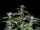 Fast Buds Cherry Cola AUTO - 3 autoflowering Samen