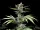 Fast Buds Cherry Cola AUTO - 3 autoflowering Samen