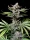 Fast Buds Cherry Cola AUTO - 3 autoflowering Samen