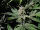 Fast Buds Cherry Cola AUTO - 3 autoflowering Samen