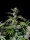 Fast Buds Cherry Cola AUTO - 3 automatisierte Samen