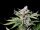 Fast Buds Cherry Cola AUTO - 3 automatisierte Samen