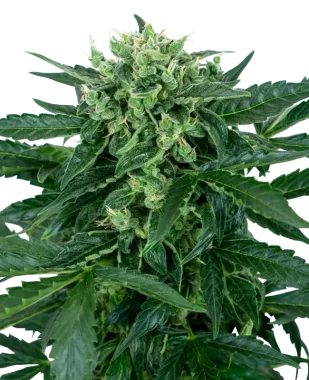 Sensi Seeds Sensi Amnesia Automatic - 3 autoflowering Samen