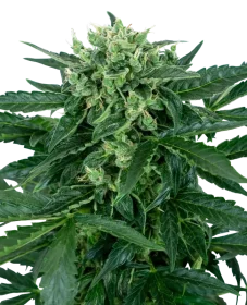 Sensi Seeds Sensi Amnesia Automatic - 3 automated seeds