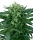 Sensi Seeds Sensi Amnesia Automatic - 3 autoflowering Samen