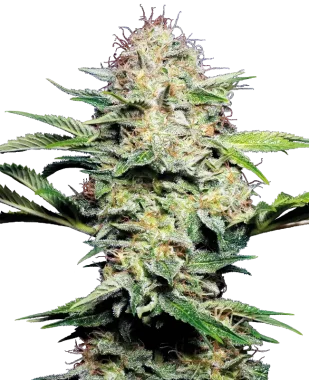 Sensi Seeds Sensi Skunk Automatic - 3 autoflowering Samen