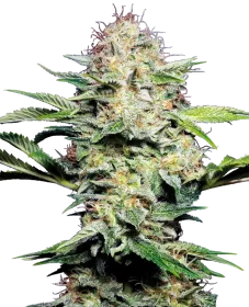 Sensi Seeds Sensi Skunk Automatic - 3 automated seeds