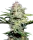 Sensi Seeds Sensi Skunk Automatic - 3 autoflowering Samen