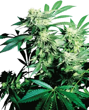 Sensi Seeds Skunk Kush - 3 feminisierte Samen