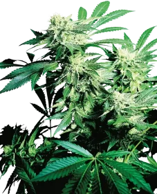 Sensi Seeds Skunk Kush - 3 feminisierte Samen