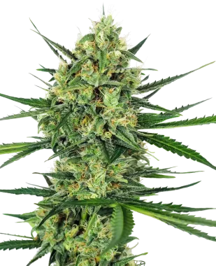 Sensi Seeds Tangerine Sugar - 3 feminisierte Samen