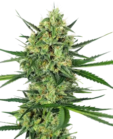 Sensi Seeds Tangerine Sugar - 3 feminisierte Samen