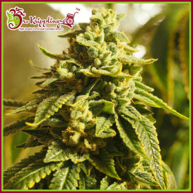 Dr Krippling Glue Kripple - 5 feminized seeds