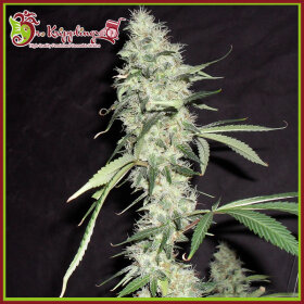 Dr Krippling Sonic Bloom AUTO - 5 autoflowering Samen