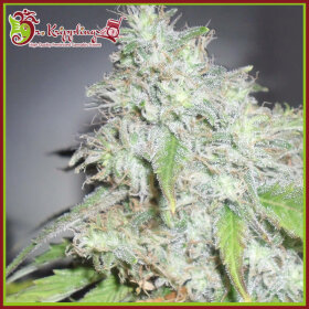 Dr Krippling Kalis White Shadow - 5 feminized seeds