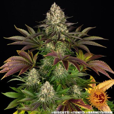 Barneys Farm Biscotti - 3 feminized seeds