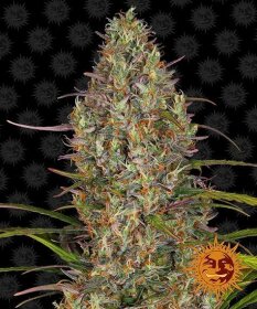 Barneys Farm Glue Gelato AUTO - 3 automatisierte Samen