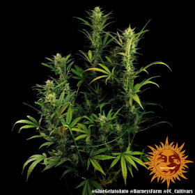 Barneys Farm Glue Gelato AUTO - 3 automatisierte Samen