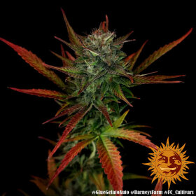 Barneys Farm Glue Gelato AUTO - 3 automatisierte Samen