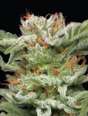 Humboldt Seed Company Blueberry Muffin - 5 feminisierte Samen